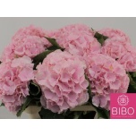 Hydrangea Hortensia Verena Pink 80cm*5