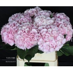 Hydrangea Hortensia Verena Pink 80cm*5