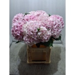 Hydrangea Hortensia Verena Pink 80cm*5