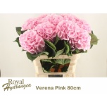 Hydrangea Hortensia Verena Pink 80cm*5