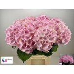 Hydrangea Hortensia Verena Pink 80cm*5