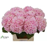 Hydrangea Hortensia Verena Pink 80cm*5