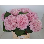 Hydrangea Hortensia Verena Pink 80cm*5
