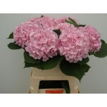 Hydrangea Hortensia Verena Pink 80cm*5