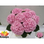 Hydrangea Hortensia Verena Pink 80cm*5
