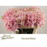 Hydrangea Hortensia Verena 80cm*5