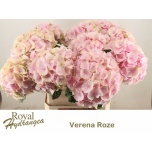 Hydrangea Hortensia Verena Pink 80cm*5