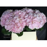 Hydrangea Hortensia Verena Pink 80cm*5