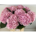 Hydrangea Hortensia Verena Pink 80cm*5