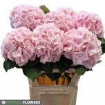 Hydrangea Hortensia Verena Pink 80cm*5