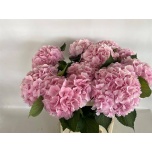 Hydrangea Hortensia Verena Pink 80cm*5