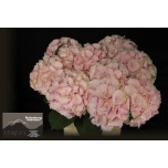 Hydrangea Hortensia Verena 80cm*5