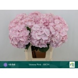 Hydrangea Hortensia Verena Pink 80cm*5