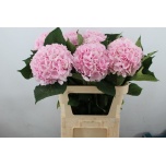 Hydrangea Hortensia Verena Pink 80cm*5