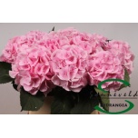 Hydrangea Hortensia Verena Pink 90cm*5