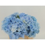 Hydrangea Hortensia Verena Blue 40cm*5