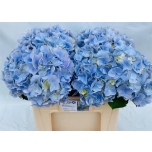 Hydrangea Hortensia Verena Blue 50cm*5