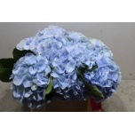 Hydrangea Hortensia Verena Blue 50cm*5