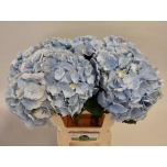 Hydrangea Hortensia Verena Blue 60cm*5
