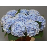 Hydrangea Hortensia Verena Blue 60cm*5