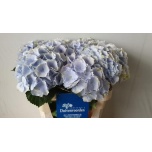 Hydrangea Hortensia Verena Blue 75cm*5