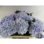 Hydrangea Hortensia Verena Blue 75cm*5