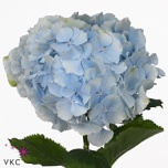 Hydrangea Hortensia Verena Blue 80cm*5