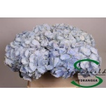 Hydrangea Hortensia Verena Blue 80cm*5