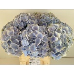 Hydrangea Hortensia Verena Blue 80cm*5