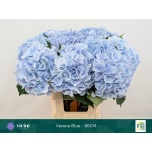 Hydrangea Hortensia Verena Blue 80cm*5