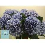 Hydrangea Hortensia Verena Blue 80cm*5