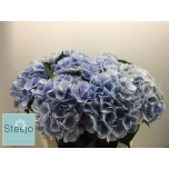 Hydrangea Hortensia Verena Blue 80cm*5