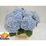 Hydrangea Hortensia Verena Blue 80cm*5