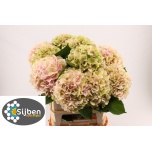 Hydrangea Hortensia Verena Classic 80cm*5