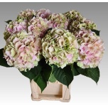 Hydrangea Hortensia Verena Classic 80cm*5