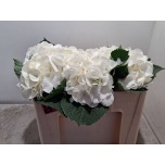 Hydrangea Hortensia Verena White 50cm*5
