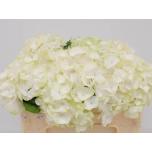 Hydrangea Hortensia White Verena 50cm*5
