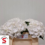 Hydrangea Hortensia Verena White 50cm*5