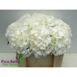 Hydrangea Hortensia Verena White 50cm*5