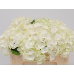 Hydrangea Hortensia Verena White 50cm*5