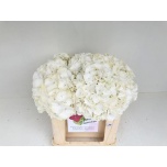 Hydrangea Hortensia Verena White 50cm*5