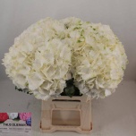 Hydrangea Hortensia Verena White 60cm*5