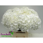 Hydrangea Hortensia White Verena 60cm*5