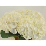 Hydrangea Hortensia White Verena 60cm*5