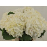 Hydrangea Hortensia Verena White 60cm*5