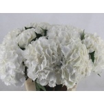 Hydrangea Hortensia Verena White 60cm*5