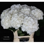 Hydrangea Hortensia Verena White 60cm*5