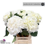 Hydrangea Hortensia Verena White 60cm*5