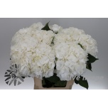 Hydrangea Hortensia Verena White 60cm*5