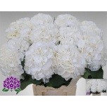 Hydrangea Hortensia Verena White 80cm*5